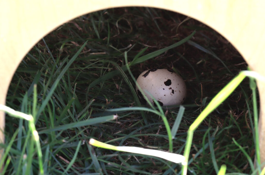 Das Foto zeigt ein Wachtelei im Gras