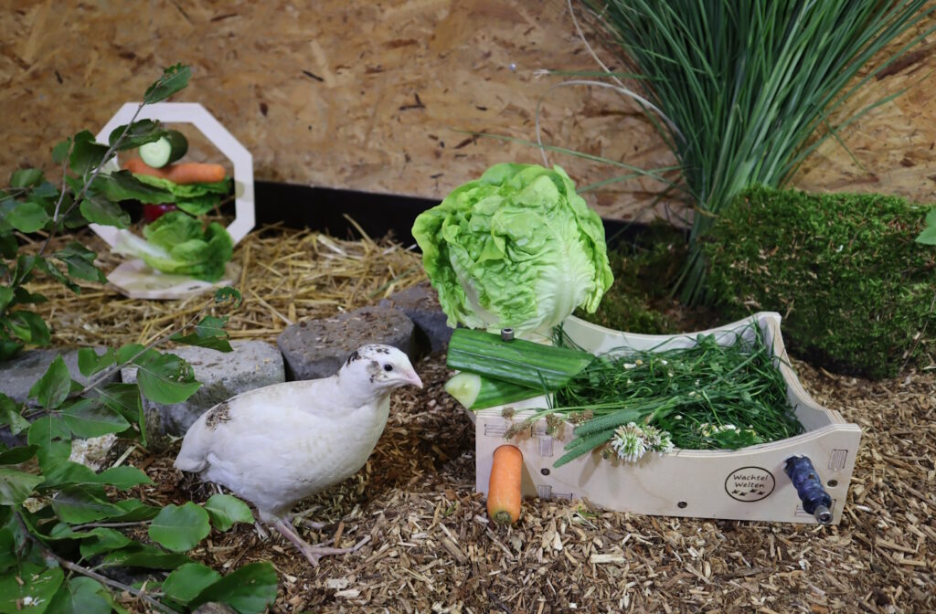 Das Foto zeigt eine Wachtel an einer Futterschale. In der Futterschale befindet sich Salat, Gurke, Karotte und Gras