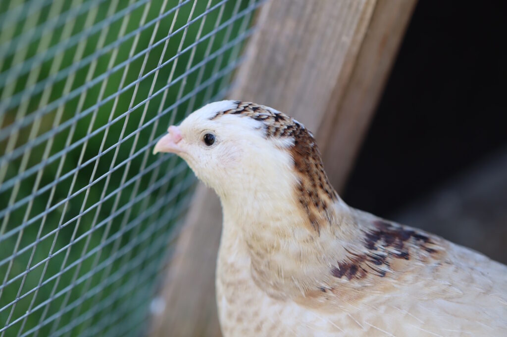 Das Foto zeigt eine Wachtel die durch ein Gitter hindurch schaut