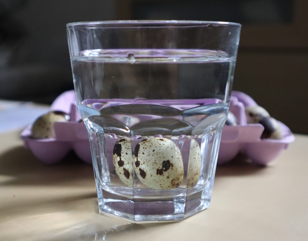 Das Foto zeigt ein Wachtelei in einem Wasserglas. Es schwimmt am Boden