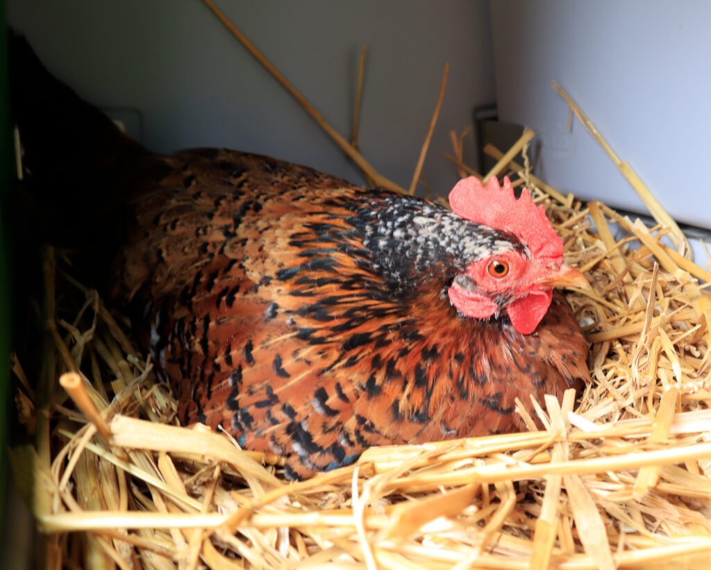Das Foto zeigt ein Huhn, das in Stroh sitzt