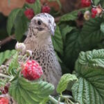 Das Foto zeigt eine Wachtel zwischen Himbeeren