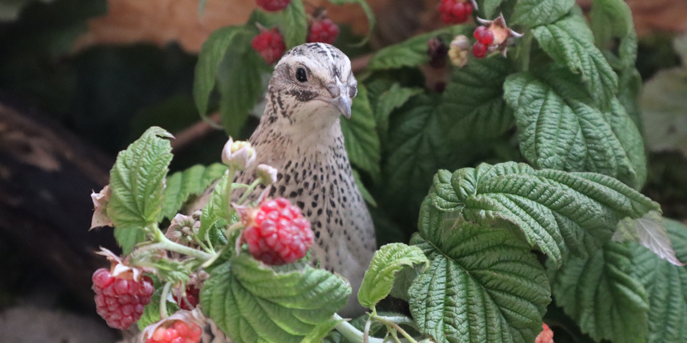 Das Foto zeigt eine Wachtel zwischen Himbeeren